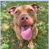 adoptable Dog in  named *ROGUE