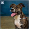 adoptable Dog in sugar land, TX named *FLOWER