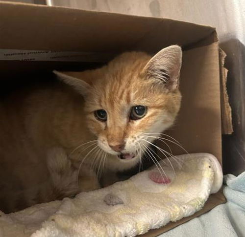 picture of the cat needing adoption