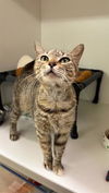 adoptable Cat in Sugar Land, TX named *PRUDEN