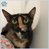 adoptable Cat in Sugar Land, TX named *MOMO