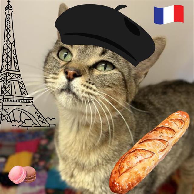 adoptable Cat in Sugar Land, TX named *LOAFETTE