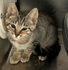 adoptable Cat in Sugar Land, TX named *PENNY