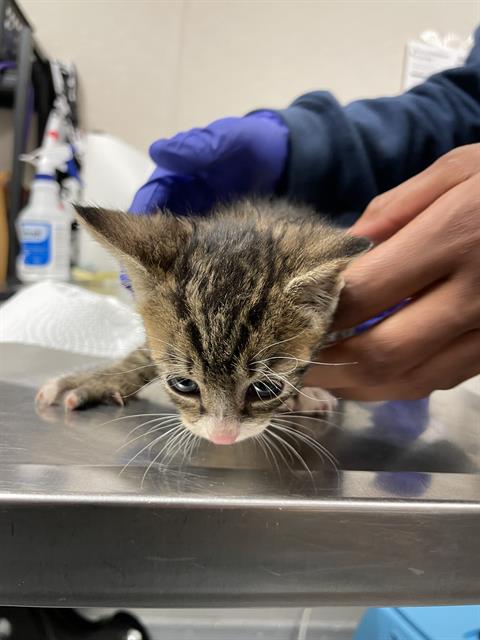 adoptable Cat in Sugar Land, TX named A020383