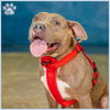 adoptable Dog in sugar land, TX named *CLEMENTINE
