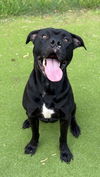 adoptable Dog in  named *SIREN