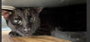 adoptable Cat in sugar land, TX named *BAGHEERA