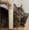 adoptable Cat in Sugar Land, TX named *TEDDY