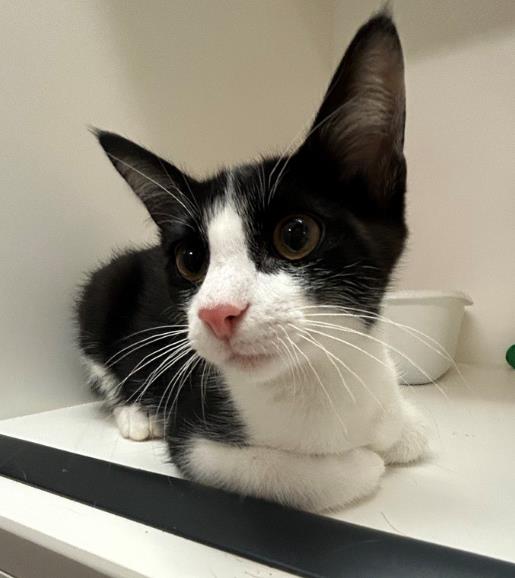 adoptable Cat in Sugar Land, TX named *POOT