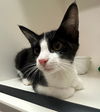 adoptable Cat in Sugar Land, TX named *POOT