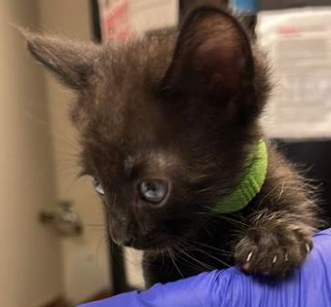 adoptable Cat in Sugar Land, TX named *LEO