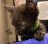 adoptable Cat in sugar land, TX named *LEO