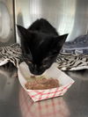 adoptable Cat in sugar land, TX named *ELARA
