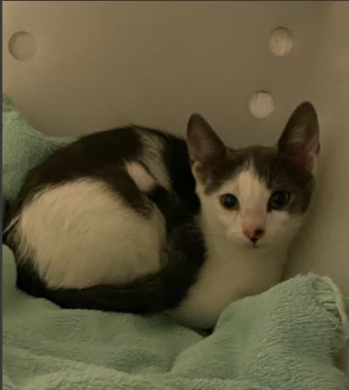 adoptable Cat in Sugar Land, TX named *NIMUE