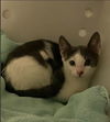 adoptable Cat in Sugar Land, TX named *NIMUE