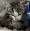 adoptable Cat in Sugar Land, TX named *MEE-MAW