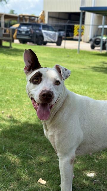 adoptable Dog in Sugar Land, TX named JACKIE