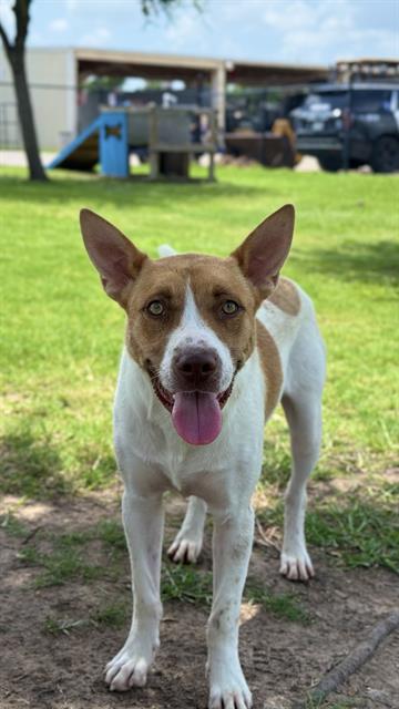 adoptable Dog in Sugar Land, TX named WILSON