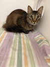 adoptable Cat in Sugar Land, TX named CALLIE