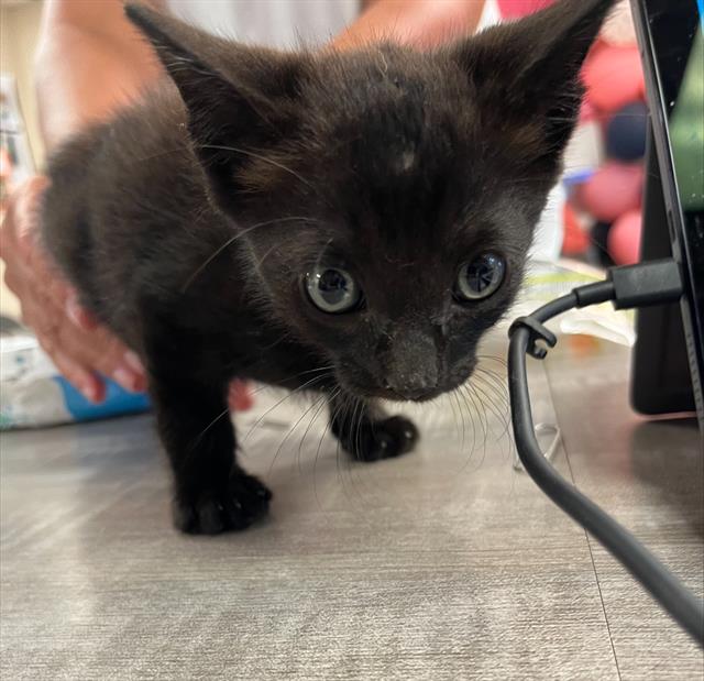 adoptable Cat in Sugar Land, TX named *BANSHEE
