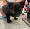 adoptable Cat in sugar land, TX named *BANSHEE