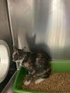 adoptable Cat in sugar land, TX named *CLAUDETTE