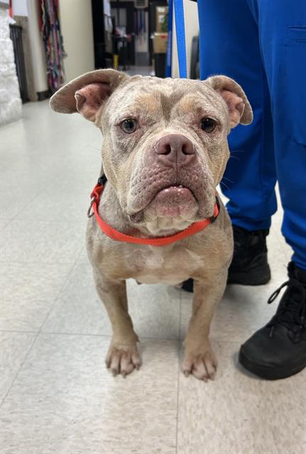 adoptable Dog in Sugar Land, TX named *MARBELL