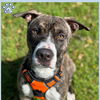adoptable Dog in sugar land, TX named *BENJI