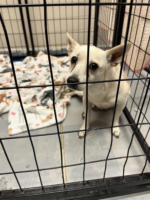 adoptable Dog in Sugar Land, TX named *ELTON