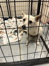adoptable Dog in sugar land, TX named *ELTON