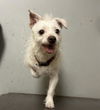 adoptable Dog in  named *KRYPTO