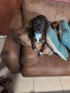 adoptable Dog in  named A020555