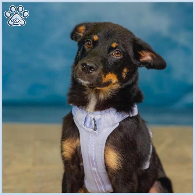 adoptable Dog in Sugar Land, TX named *RIGBY