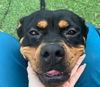 adoptable Dog in Sugar Land, TX named *KORRA