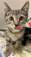 adoptable Cat in  named *LUKE