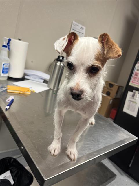 adoptable Dog in Sugar Land, TX named *CLARK