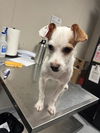 adoptable Dog in  named *CLARK