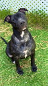 adoptable Dog in  named *JR.