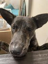 adoptable Dog in  named *CLAY