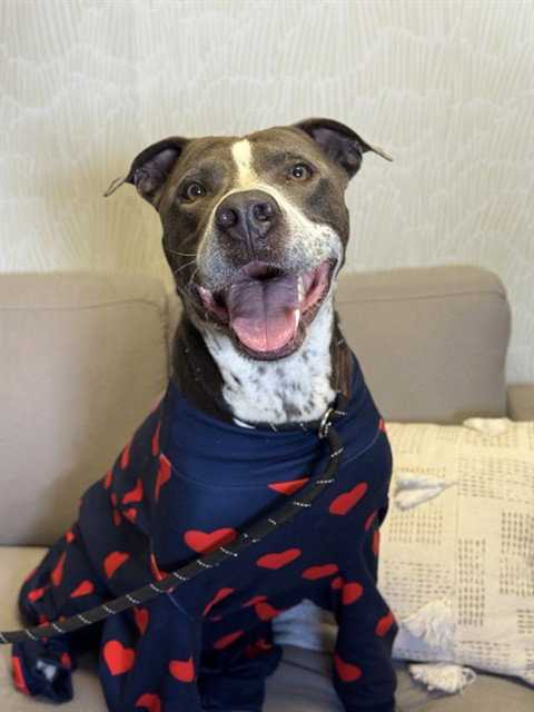 *COOKIE - Pit Bull Terrier available for adoption