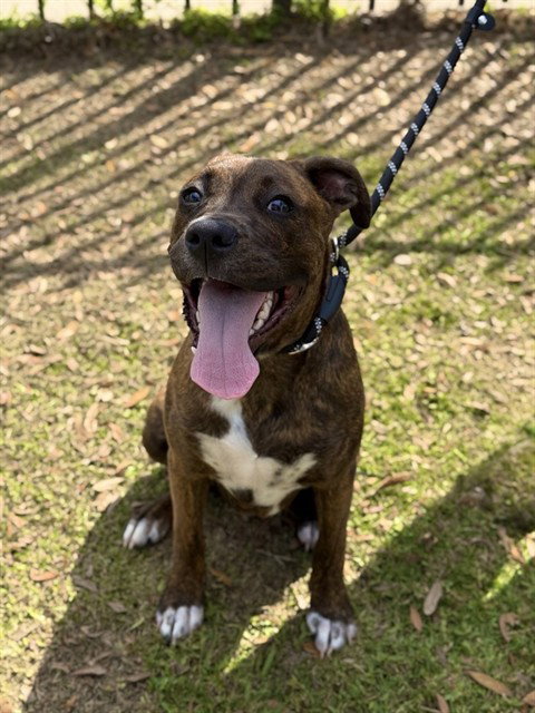 *NICHOLAS, an adoptable Boxer in Sugar Land, TX