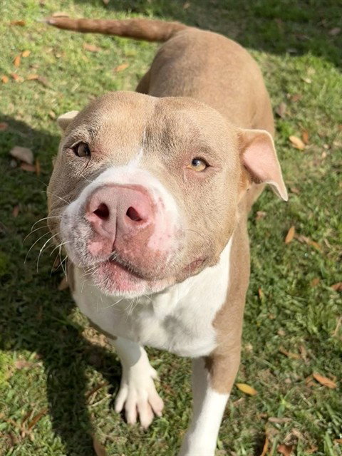 SARAH, an adoptable American Bulldog in Sugar Land, TX