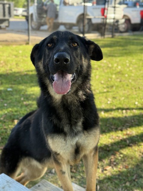 EASTON, an adoptable German Shepherd Dog in Sugar Land, TX