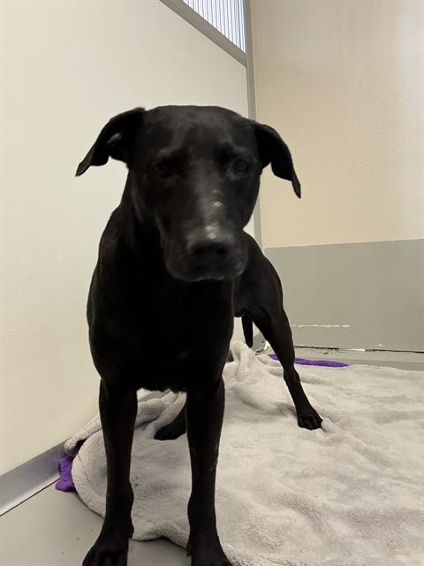 BOSCO, an adoptable Labrador Retriever in Sugar Land, TX