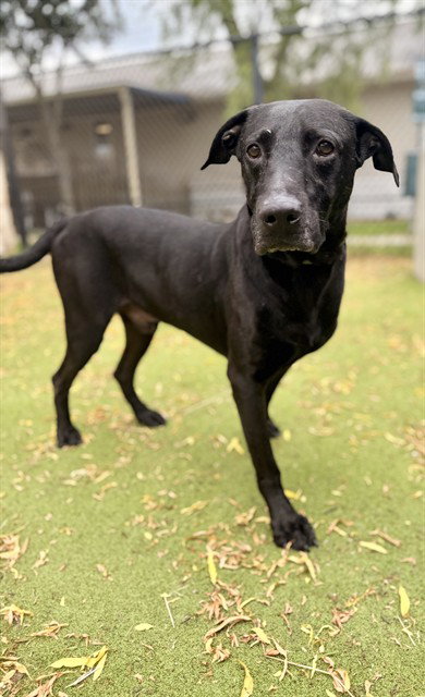 BOSCO, an adoptable Labrador Retriever in Sugar Land, TX