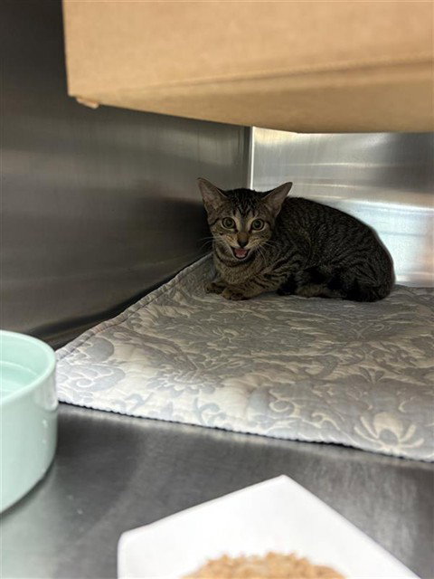 SIMONE, an adoptable Domestic Short Hair in Sugar Land, TX