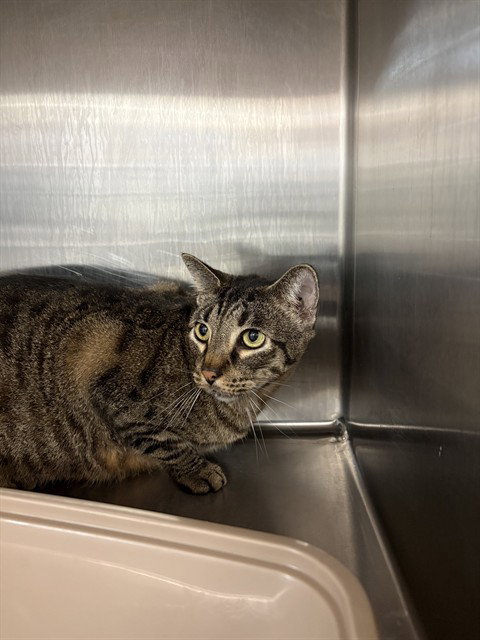 *FRANKY, an adoptable Domestic Short Hair in Sugar Land, TX