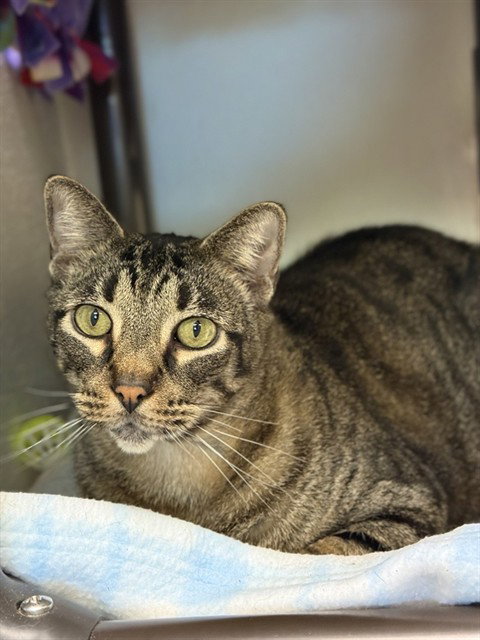 picture of the cat needing adoption
