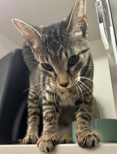 picture of the cat needing adoption