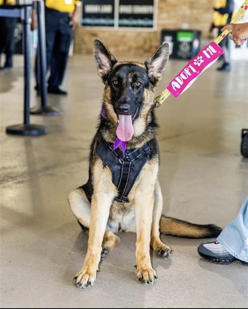 picture of the dog needing adoption
